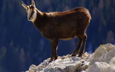 Observation des chamois et des animaux de nos montagnes Du 14 mai au 13 oct 2024